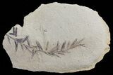 Metasequoia (Dawn Redwood) Fossil - Montana #62282-1